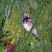 Chestnut-backed Thrush